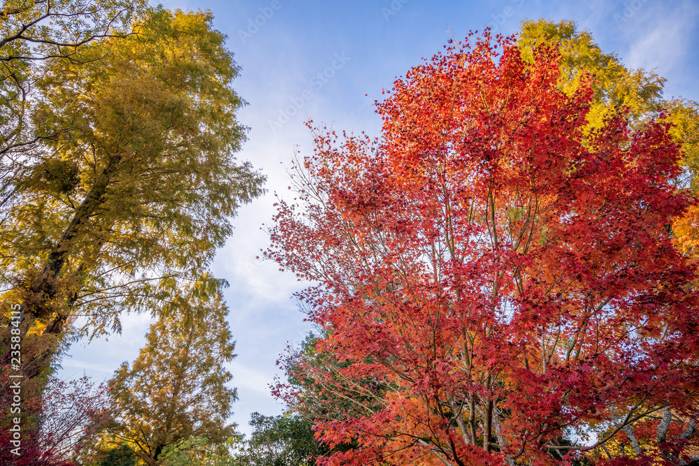 Beautiful red maple leaves in autumn sunny day, blue sky, close up, copy space, macro Beautiful red maple leaves in autumn sunny day, blue sky, close up, copy space, macro