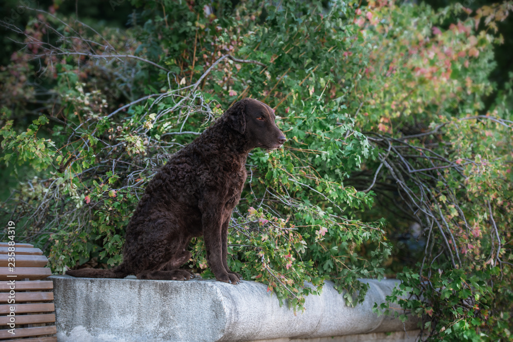 Fototapeta premium Curly-coated retriever