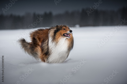 Collie dog at winter
