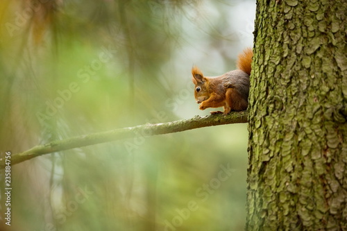Squirrel. The squirrel was photographed in the Czech Republic. Squirrel is a medium-sized rodent. Inhabiting a wide territory ranging from Western Europe to Eastern Asia. Free nature. Beautiful pictur © Michal