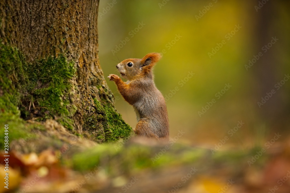 Squirrel. The squirrel was photographed in the Czech Republic. Squirrel is a medium-sized rodent. Inhabiting a wide territory ranging from Western Europe to Eastern Asia. Free nature. Beautiful pictur Squirrel. The squirrel was photographed in the Czech Republic. Squirrel is a medium-sized rodent. Inhabiting a wide territory ranging from Western Europe to Eastern Asia. Free nature. Beautiful pictur
