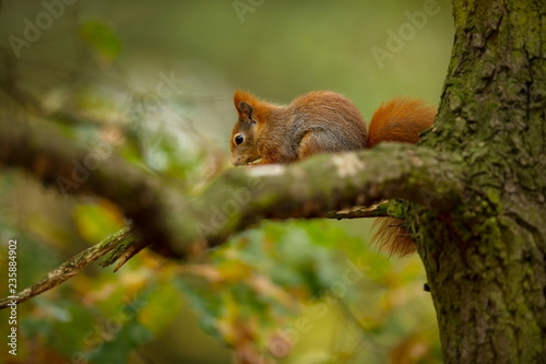 Squirrel. The squirrel was photographed in the Czech Republic. Squirrel is a medium-sized rodent. Inhabiting a wide territory ranging from Western Europe to Eastern Asia. Free nature. Beautiful pictur © Michal