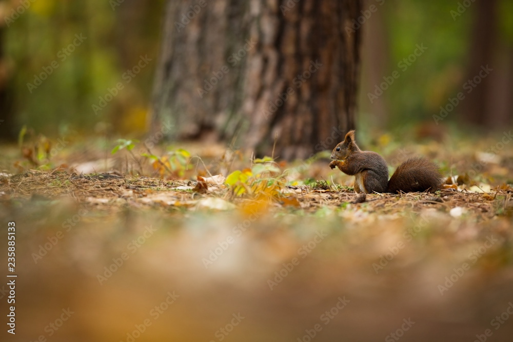 Squirrel. The squirrel was photographed in the Czech Republic. Squirrel is a medium-sized rodent. Inhabiting a wide territory ranging from Western Europe to Eastern Asia. Free nature. Beautiful pictur Squirrel. The squirrel was photographed in the Czech Republic. Squirrel is a medium-sized rodent. Inhabiting a wide territory ranging from Western Europe to Eastern Asia. Free nature. Beautiful pictur