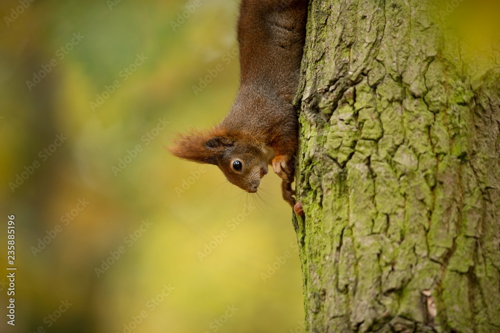 Squirrel. The squirrel was photographed in the Czech Republic. Squirrel is a medium-sized rodent. Inhabiting a wide territory ranging from Western Europe to Eastern Asia. Free nature. Beautiful pictur