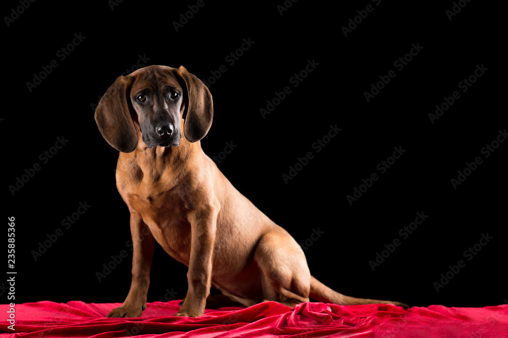 Hanover hound studio