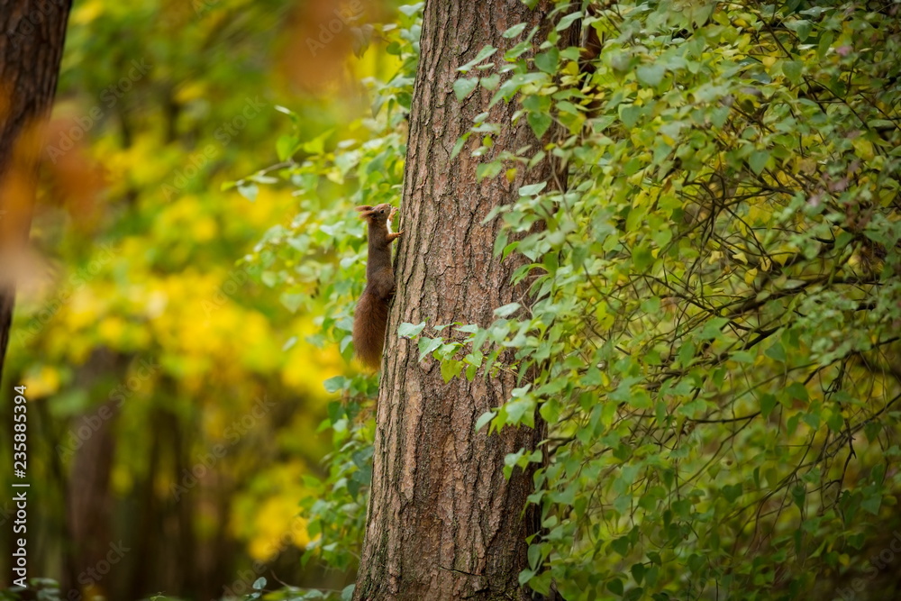 Obraz premium Squirrel. The squirrel was photographed in the Czech Republic. Squirrel is a medium-sized rodent. Inhabiting a wide territory ranging from Western Europe to Eastern Asia. Free nature. Beautiful pictur