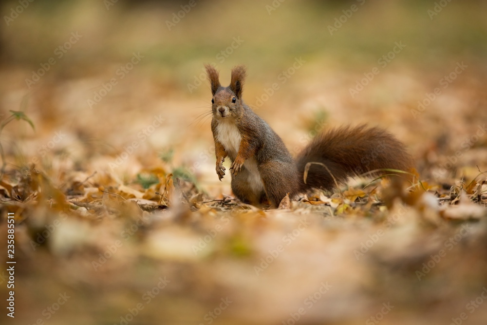 Fototapeta premium Squirrel. The squirrel was photographed in the Czech Republic. Squirrel is a medium-sized rodent. Inhabiting a wide territory ranging from Western Europe to Eastern Asia. Free nature. Beautiful pictur