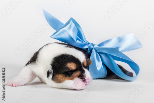 Welsh corgi puppy