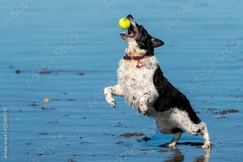 Black and white dog catching a tennis ball on a wet, sandy beach. Her front paws are off the ground. The dog is wet.