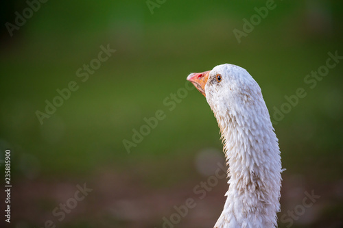 Beautiful white goose on a meadow in front of green background. Portrait of neck head and beak.