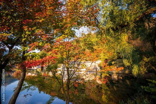 Yufuin Kinrinko  Japan  November 07  2018  Beautiful red maple leaves at lake kinrinko  oita  Japan  in autumn sunny day  blue sky  close up  copy space