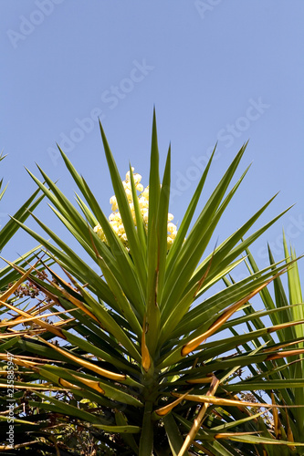 Blooming palm tree with spiny leaves.