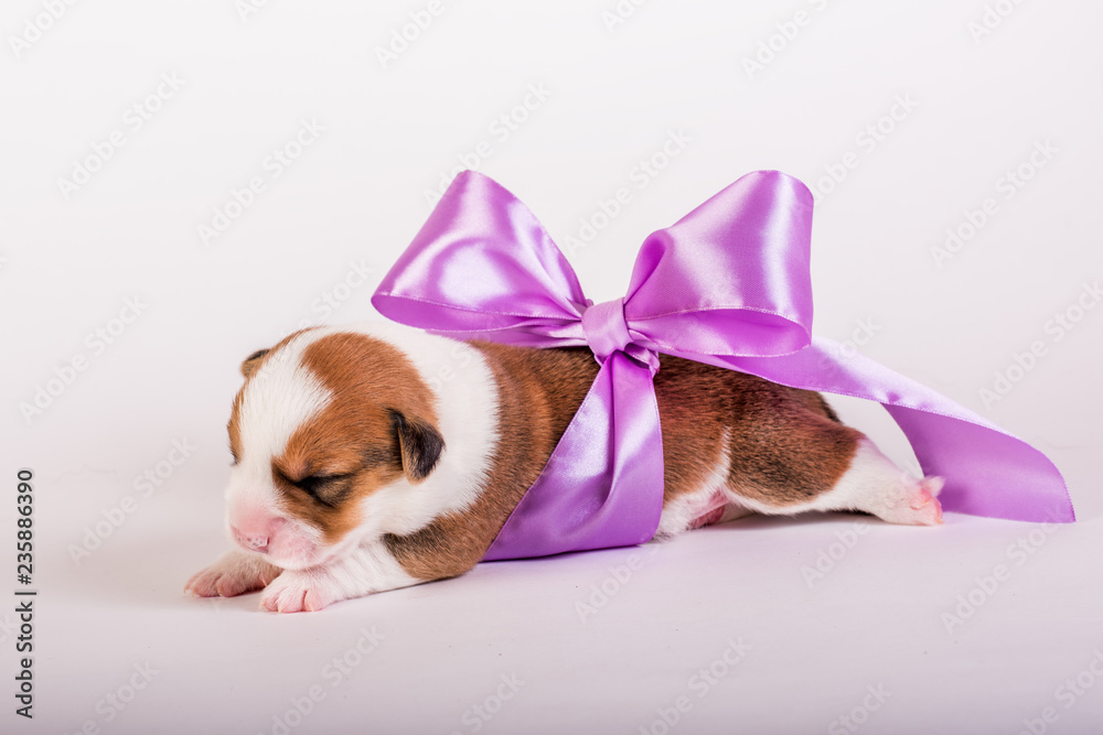 Welsh corgi puppy
