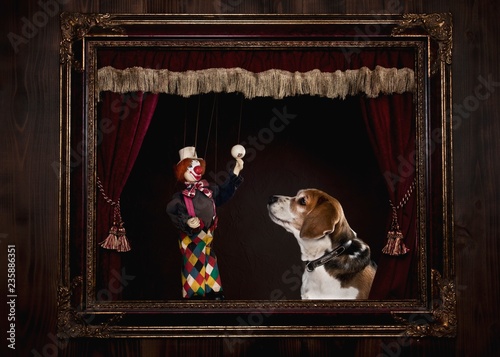 Dog In A Puppet Theatre photo