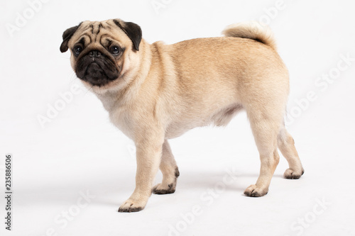 Fototapeta Naklejka Na Ścianę i Meble -  Cute dog pug breed standing and making funny or serious face feeling happiness and cheerful,ฺBeautiful Purebred dog and healthy dog,Isolated on white background,Dog friendly Concept