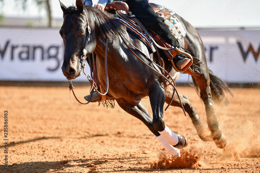 The front view of a rider in jeans, cowboy chaps and checkered shirt on a reining horse slides to a stop in the red clay an arena.