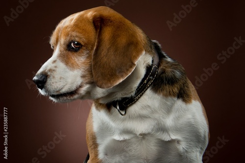 Beagle portrait photo