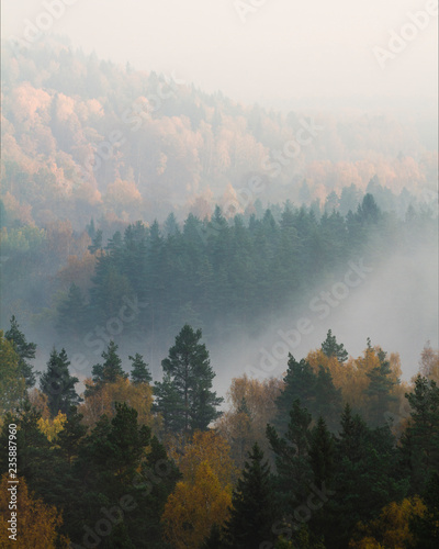 Foggy autumn Forrest 