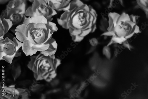 black and white background photo of little roses 