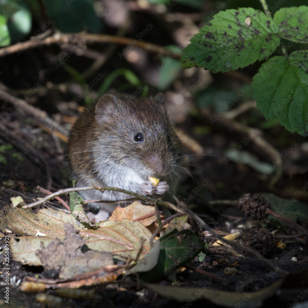 Tiny Bank Vole (Myodes glareolus Feeding Tiny Bank Vole (Myodes glareolus Feeding