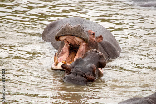 Flusspferd spielt mit Jungtier im Wasser