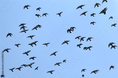 Pigeon flying against clear blue sky