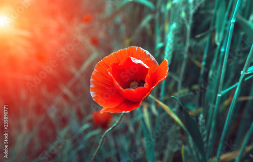 Fototapeta Naklejka Na Ścianę i Meble -  wild poppy flower at sunset