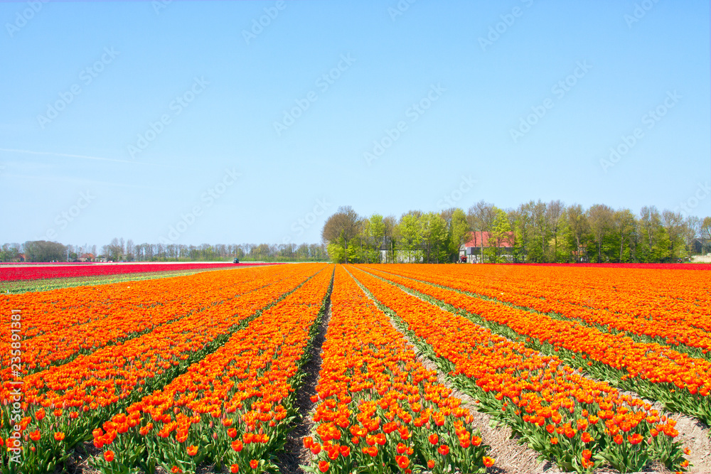Field with rows of neatly placed orange tulips on a beautiful day in spring.