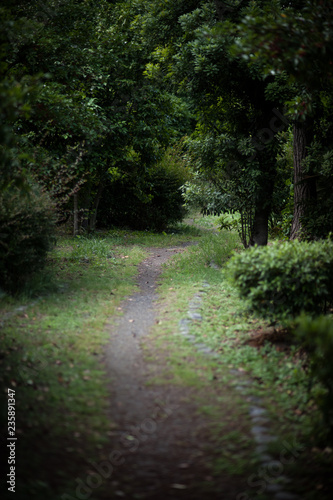 Secluded footpath in park