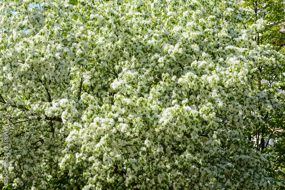 The awakening of nature in spring The awakening of nature in spring