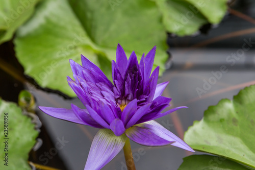 Fototapeta Naklejka Na Ścianę i Meble -  Lonely lotus flower, purple water lily in a pond. Beautiful view for postcard, calendar, poster - blue lotus grows in a pond