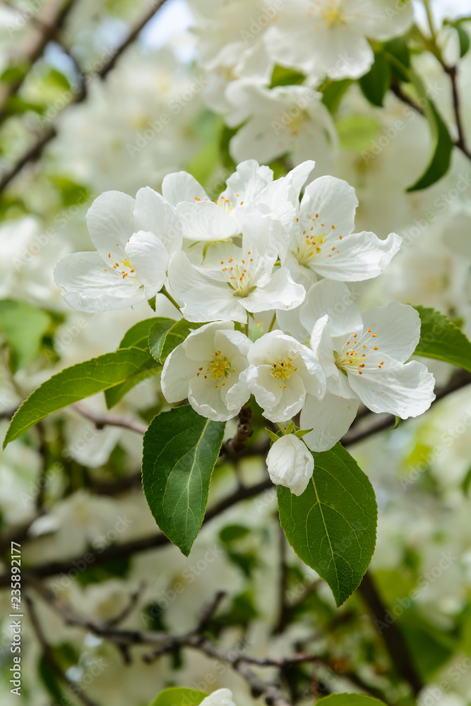 The awakening of nature in spring The awakening of nature in spring