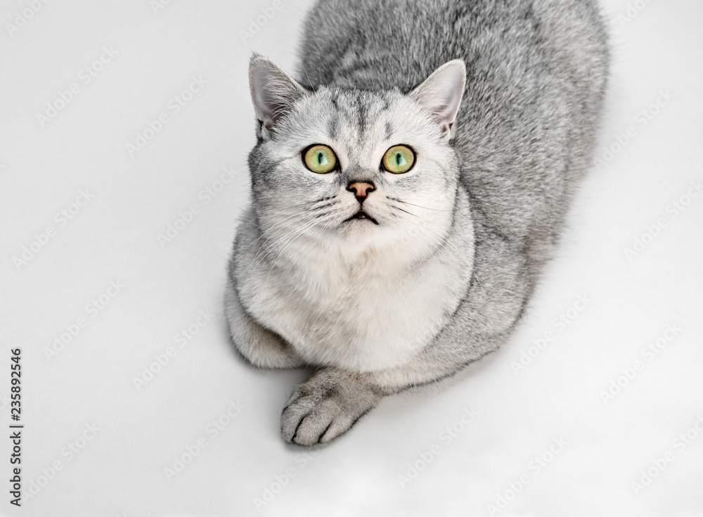 Portrait of Gray British Shorthair cat is looking up and isolated on white background. Portrait of Gray British Shorthair cat is looking up and isolated on white background.