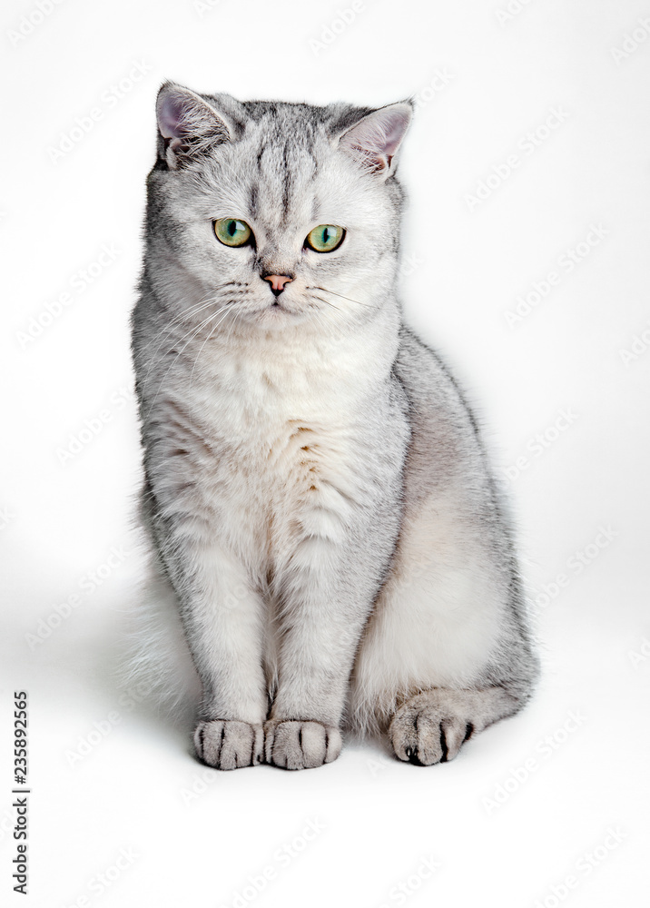 Portrait of Gray British Shorthair cat isolated on white background. - obrazy, fototapety, plakaty 