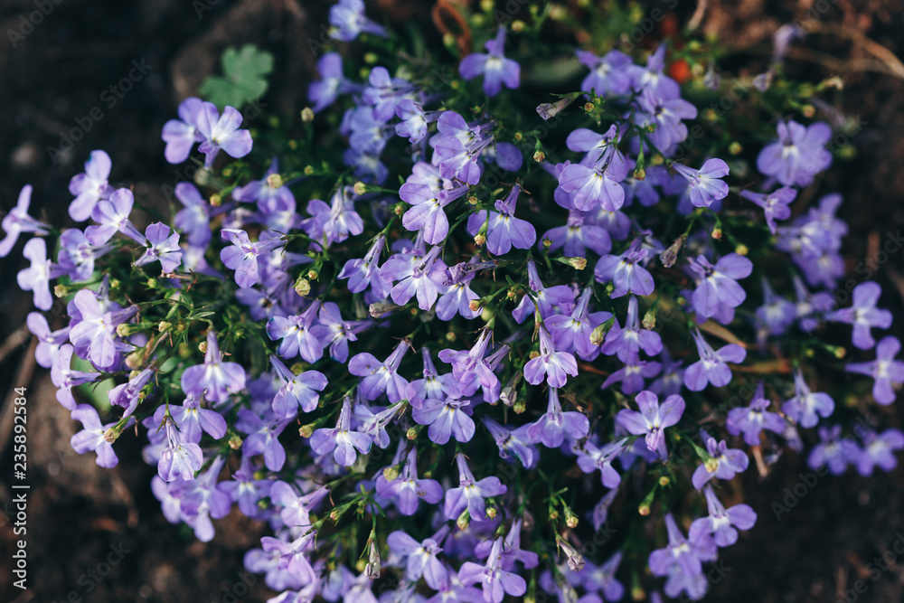 Blue flowers Trailing Lobelia Sapphire flowers or Garden Lobelia Blue flowers Trailing Lobelia Sapphire flowers or Garden Lobelia