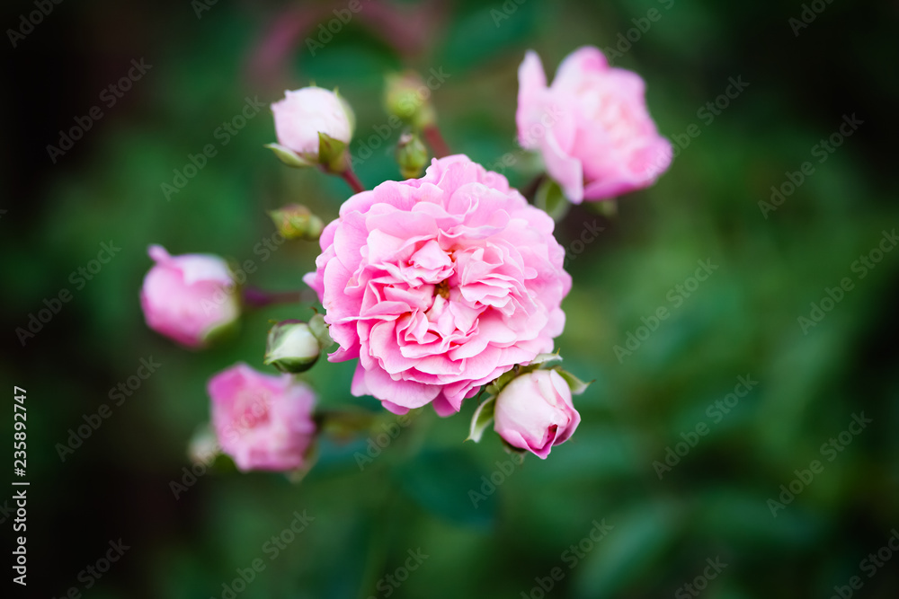 Beautiful pink rose in a garden. Selective focus Beautiful pink rose in a garden. Selective focus