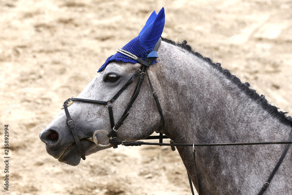 Head of a beautiful young sporting horse during competition outdoors. Head of a beautiful young sporting horse during competition outdoors.