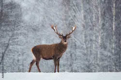 Christmas Scenic Wildlife Landscape With Red Noble Deer And Falling Snowflakes.Adult Deer (Cervus Elaphus, Cervidae ) With Snow-Covered Branched Antlers On The Background Of Snow-Covered Winter Forest © Vlad Sokolovsky