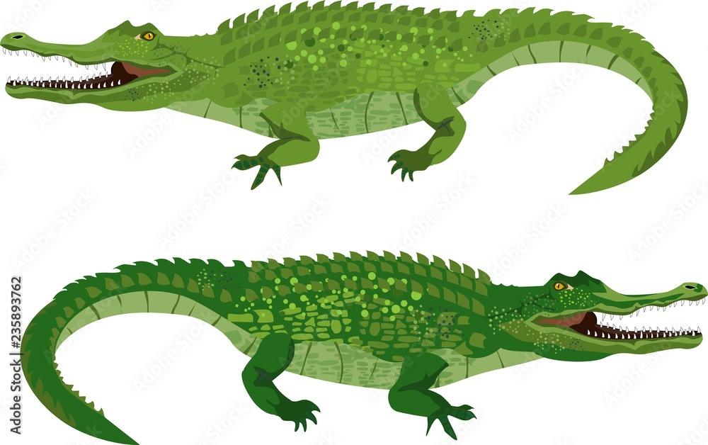 Couple of green vector crocodiles, isolated vector illustration
