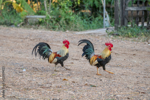 Colorful and white roosters walk in the backyard of farm.