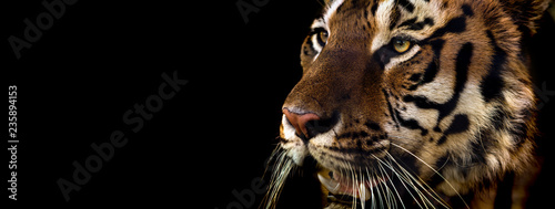Wild Siberian tiger on nature