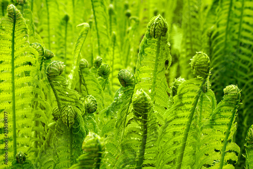 Beautiful young green fern grows in a forest in early spring