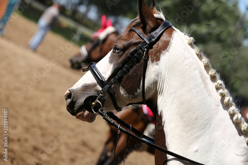 Head of a beautiful young sporting horse during competition outdoors. © acceptfoto