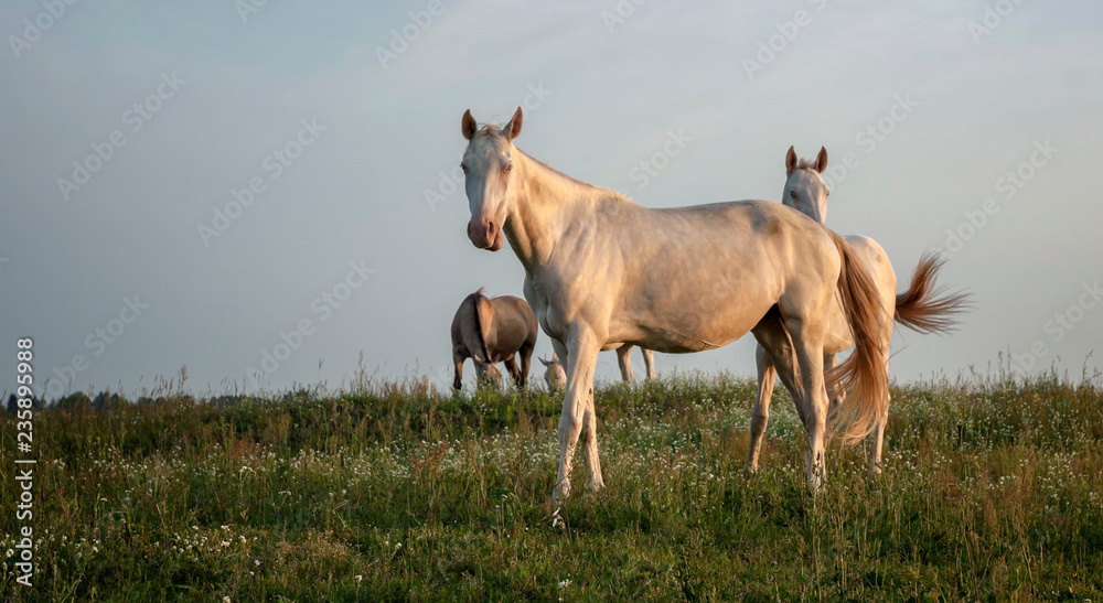 Obraz premium the herd of horses which is grazed in the field