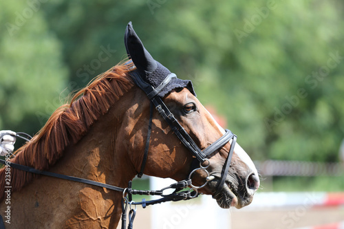Head of a beautiful young sporting horse during competition outdoors. © acceptfoto
