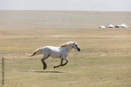 A horse gallops across the steppe at Song Kul Lake in Kyrgyzstan