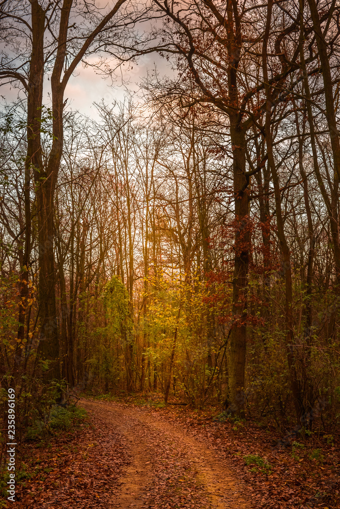 Fototapeta premium Holz