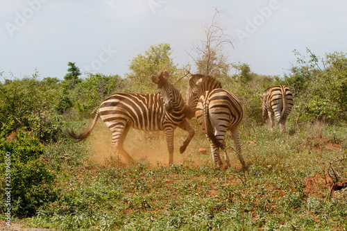 Zebra fight - Kruger National Park - South Africa