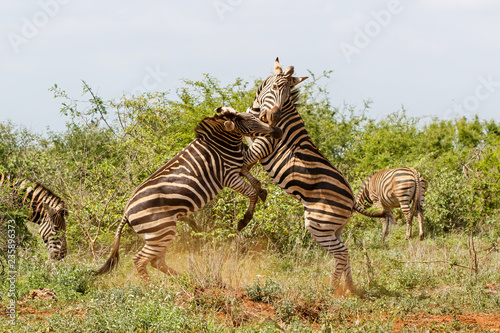 Zebra fight - Kruger National Park - South Africa