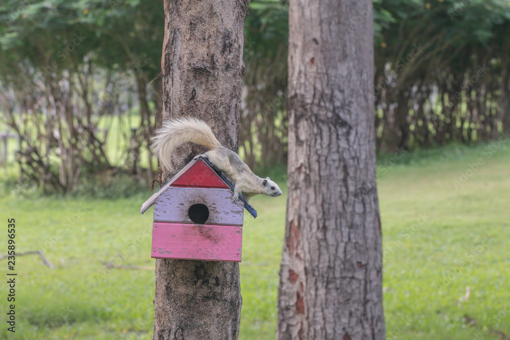 A white and grey squirrel playing in a botanical garden.